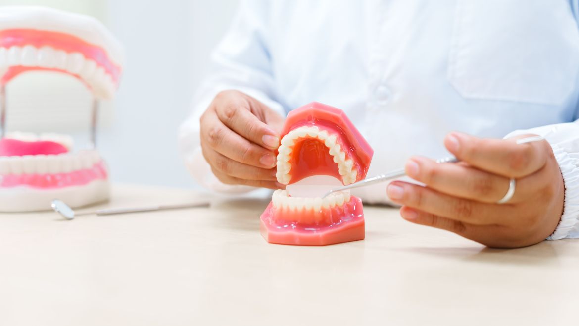 Zahnmodell auf einem Tisch